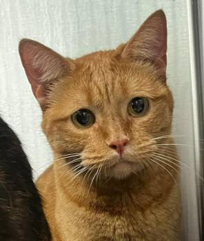 Momsie -  Domestic Short Hair Cat for Adoption in Golden, Colorado - Momsie | PetCurious