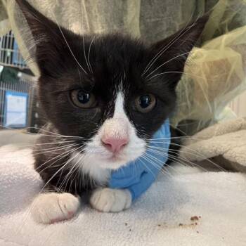 Domestic Short Hair Cats Available for Adoption - Shortbread | PetCurious