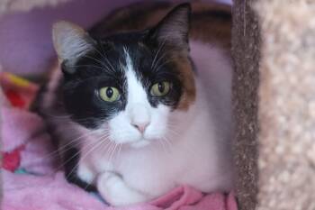 Domestic Short Hair Cats Available for Adoption - Downton Abbey | PetCurious