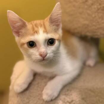 Zane -  Domestic Short Hair Cat for Adoption in Saint Joseph, Missouri - Zane | PetCurious