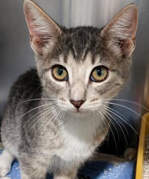Scooter -  Domestic Short Hair Cat for Adoption in Labelle, Florida - Scooter | PetCurious