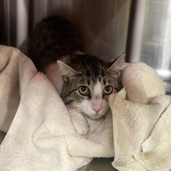 Meadow -  Domestic Short Hair Cat for Adoption in Salt Lake City, Utah - Meadow | PetCurious