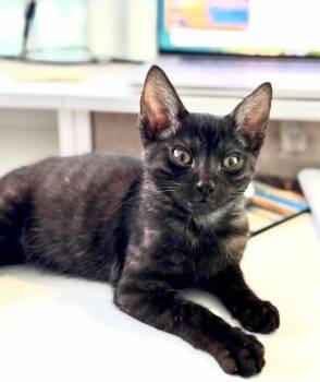 Poe -  American Shorthair and Domestic Short Hair Cat for Adoption in Richardson, Texas - Poe | PetCurious