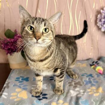 Lilliana -  Domestic Short Hair Cat for Adoption in Long Beach, Mississippi - Lilliana | PetCurious