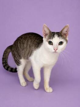 Moogle 1129-26 -  Domestic Short Hair Cat for Adoption in Cumming, Georgia - Moogle 1129-26 | PetCurious