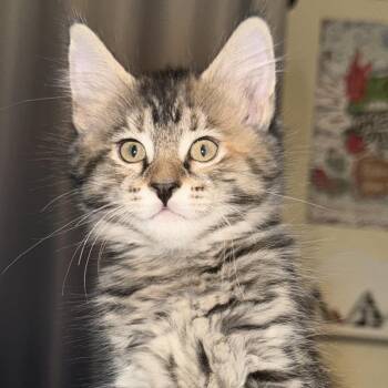 Balsamic -  Domestic Medium Hair Cat for Adoption in Tustin, California - Balsamic | PetCurious