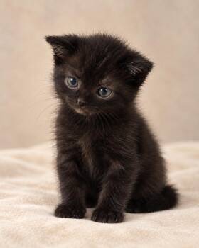 Titta -  Domestic Short Hair Cat for Adoption in Miami, Florida - Titta | PetCurious