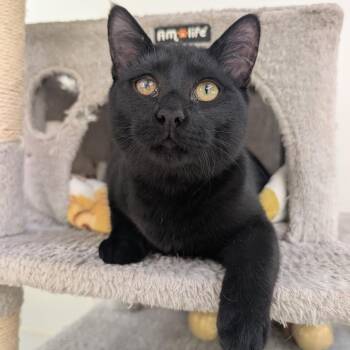 Rescue Domestic Short Hair Cats for Adoption in Waynesville, North Carolina - Peregrin | PetCurious