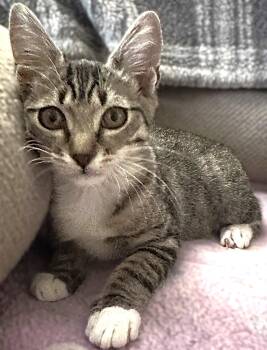 Gretel -  Tabby Cat for Adoption in Fort Myers, Florida - Gretel | PetCurious