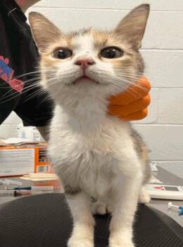 Mack -  Domestic Short Hair Cat for Adoption in Cincinnati, Ohio - Mack | PetCurious