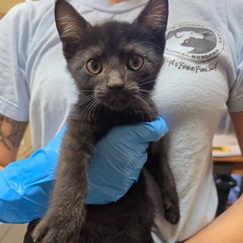 Louie -  Domestic Short Hair Cat for Adoption in Corinth, Mississippi - Louie | PetCurious