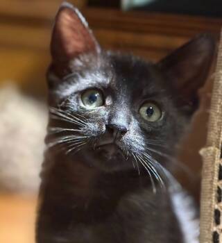 Rescue Domestic Short Hair Cats for Adoption in Magnolia, Texas - Peppercorn | PetCurious