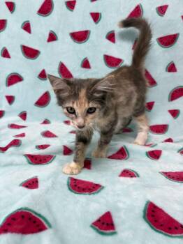 Diamond -  Domestic Medium Hair Cat for Adoption in Valdosta, Georgia - Diamond | PetCurious