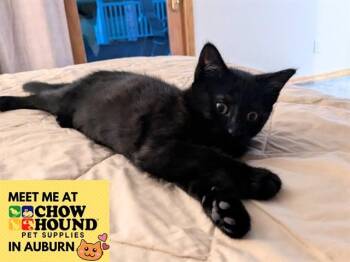 JUDY -  Domestic Short Hair Cat for Adoption in Fort Wayne, Indiana - JUDY | PetCurious