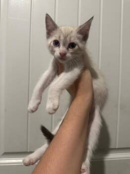 Artemis -  Domestic Short Hair Cat for Adoption in Warrenville, South Carolina - Artemis | PetCurious