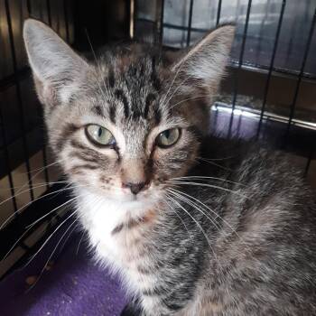 Hazel -  Domestic Short Hair Cat for Adoption in Spokane, Washington - Hazel | PetCurious