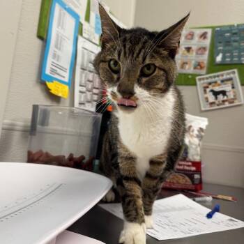 Bruce Banner -  Domestic Short Hair Cat for Adoption in Columbiana, Alabama - Bruce Banner | PetCurious