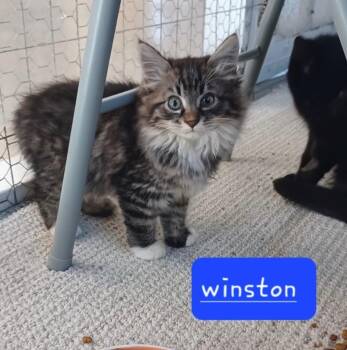 Rescue Domestic Long Hair Cats for Adoption in Walworth, Wisconsin - Winston | PetCurious
