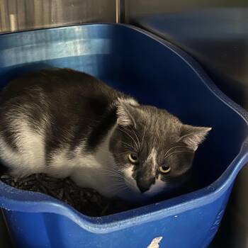 Domestic Short Hair Cats Available for Adoption in Cumming, Georgia - Badger | PetCurious
