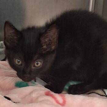 Lyric -  Domestic Short Hair Cat for Adoption in Lakeland, Florida - Lyric | PetCurious