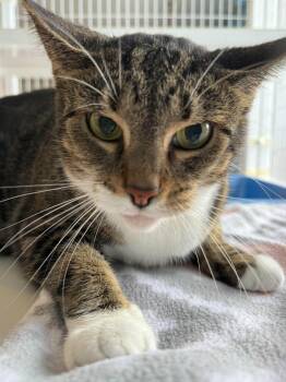 KiKi -  Domestic Short Hair Cat for Adoption in Claremont, New Hampshire - KiKi | PetCurious