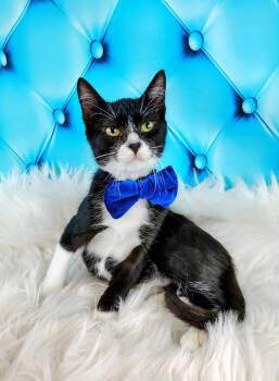 Rescue Domestic Short Hair Cats for Adoption in Houston, Texas - Kirk | PetCurious
