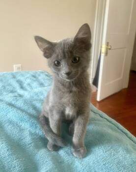 Rescue Domestic Short Hair Cats for Adoption in Stafford, Virginia - Juniper | PetCurious