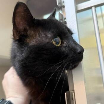 Domestic Short Hair Cats Available for Adoption in Richmond, Virginia - Escargot | PetCurious