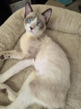 Tablespoon -  Siamese and Snowshoe Cat for Adoption in Austin, Texas - Tablespoon | PetCurious