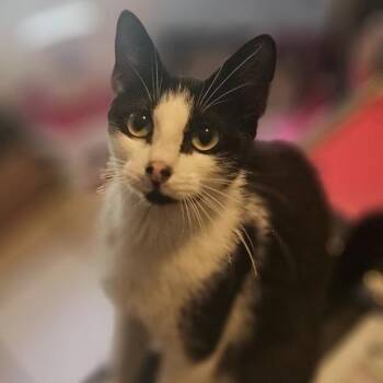Luna -  Domestic Short Hair Cat for Adoption in Buffalo, New York - Luna | PetCurious
