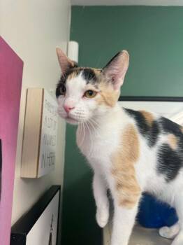 Poptart -  Domestic Short Hair Cat for Adoption in Marion, Ohio - Poptart | PetCurious