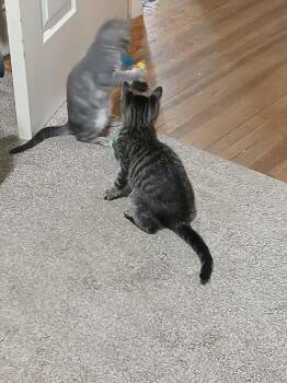 Ainu -  Domestic Long Hair Cat for Adoption in Evansville, Indiana - Ainu | PetCurious