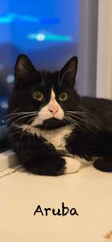 Aruba -  Domestic Medium Hair Cat for Adoption in Burnaby, British Columbia - Aruba | PetCurious