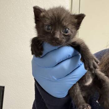 72207 -  Domestic Short Hair Cat for Adoption in Harrisonburg, Virginia - 72207 | PetCurious