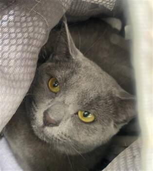 MILLIE -  Domestic Short Hair Cat for Adoption in San Francisco, California - MILLIE | PetCurious