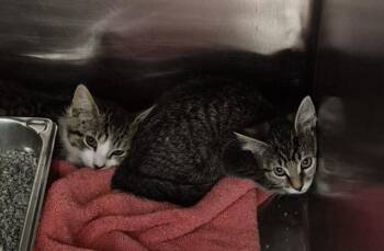 BOBETTE -  Domestic Short Hair Cat for Adoption in Decatur, Illinois - BOBETTE | PetCurious