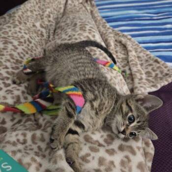 Domestic Short Hair Cats Available for Adoption - Olive Oil | PetCurious