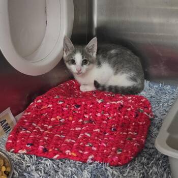 Haven 26-0545 -  Domestic Short Hair Cat for Adoption in Yanceyville, North Carolina - Haven 26-0545 | PetCurious