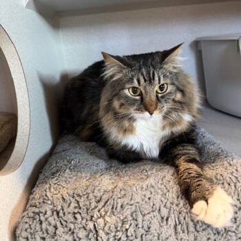 Domestic Medium Hair Cats Available for Adoption - Simon | PetCurious
