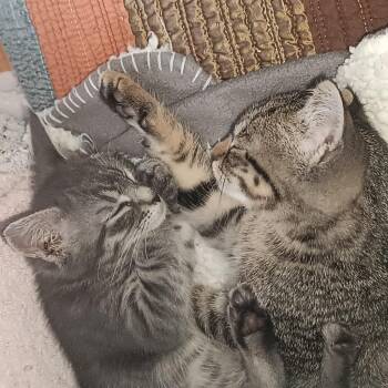 Domestic Short Hair Cats Available for Adoption - Corey And Murphy | PetCurious