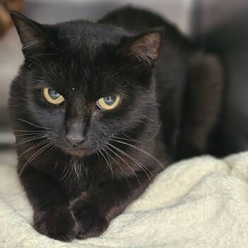 Rescue Domestic Short Hair Cats for Adoption in Chatham, Virginia - Frances | PetCurious