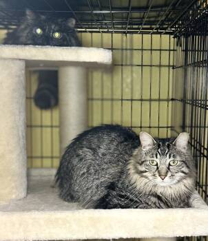 Ash -  Domestic Long Hair Cat for Adoption in Temperance, Michigan - Ash | PetCurious