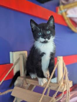 Pistachio -  Domestic Short Hair Cat for Adoption in Lancaster, Pennsylvania - Pistachio | PetCurious