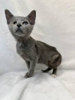Ocracoke (Coco) -  Domestic Short Hair Cat for Adoption in Greensboro, North Carolina - Ocracoke (Coco) | PetCurious