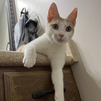 Miss Nugget -  Domestic Short Hair Cat for Adoption in Brownsboro, Alabama - Miss Nugget | PetCurious