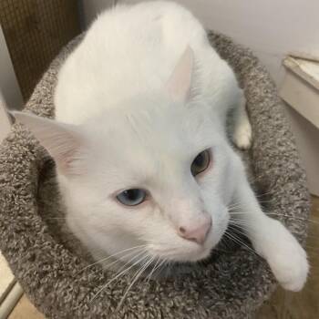 Domestic Short Hair Cats Available for Adoption in Monroe, Louisiana - Sage | PetCurious