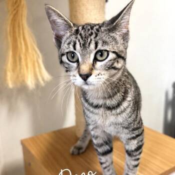 Arti Deco -  Domestic Short Hair Cat for Adoption in Brownsboro, Alabama - Arti Deco | PetCurious
