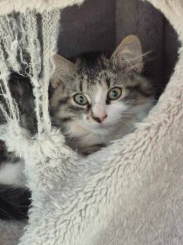 Bevy 2 -  Domestic Short Hair Cat for Adoption in Arthur, Ontario - Bevy 2 | PetCurious