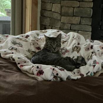 Hunter -  Domestic Short Hair Cat for Adoption in Washougal, Washington - Hunter | PetCurious