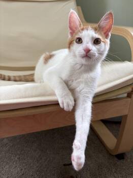 Marshmallow -  Domestic Short Hair Cat for Adoption in Newtown Square, Pennsylvania - Marshmallow | PetCurious